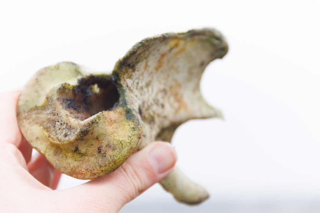 Dood doet leven © Sabine Wolters