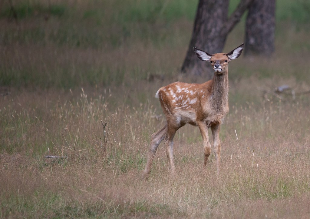 Kalf edelhert © Sabine Wolters