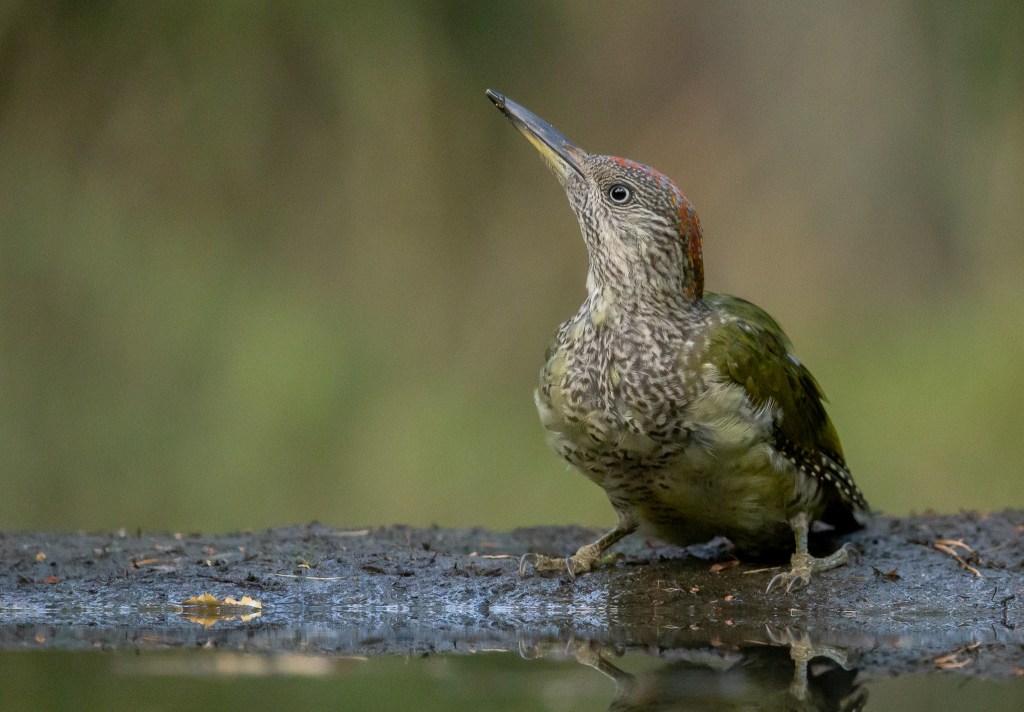 Juveniele groene specht © Sabine Wolters