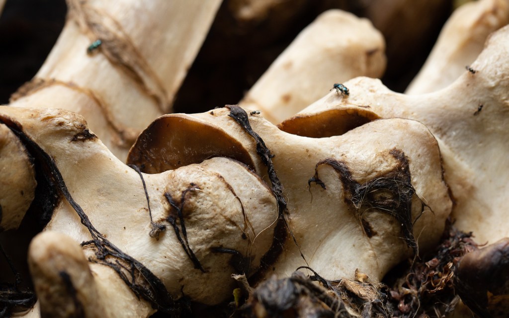 Skelet © Sabine Wolters